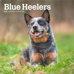 Blue Heelers 2027 Mini