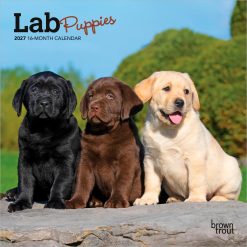 Lab Puppies 2027 Mini