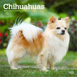 Chihuahuas 2027 Square Wall Calendar