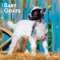Baby Goats 2027 Square