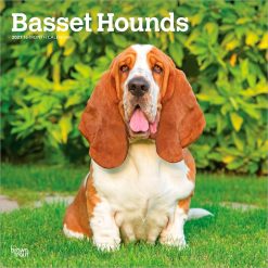 Basset Hounds 2027 Square Wall Calendar