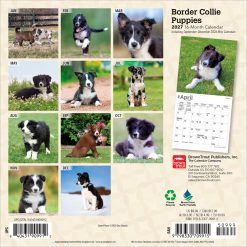 Alternative view of Border Collie Puppies 2027 Mini