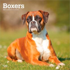 Boxers International Edition 2027 Square Wall Calendar