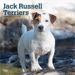 Jack Russell Terriers 2027 Square Wall Calendar