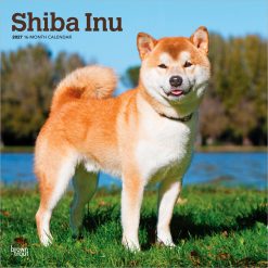 Shiba Inu 2027 Square Wall Calendar