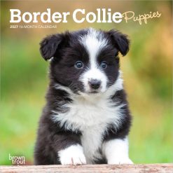 Border Collie Puppies 2027 Mini