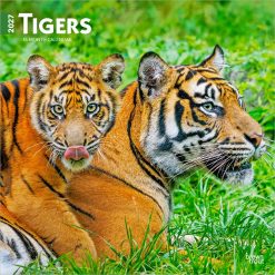 Tigers 2027 Square
