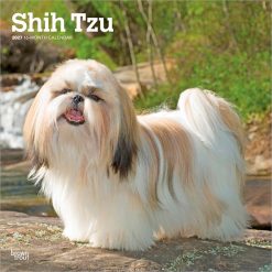 Shih Tzu 2027 Square Wall Calendar
