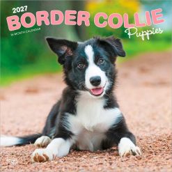 Border Collie Puppies 2027 Square Wall Calendar