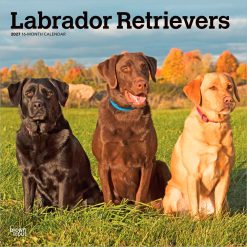 Labrador Retrievers 2027 Square Wall Calendar