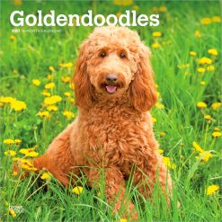 Goldendoodles 2027 Square Wall Calendar