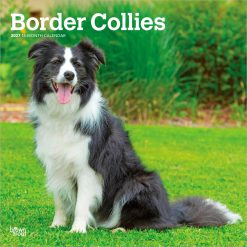 Border Collies 2027 Square Wall Calendar