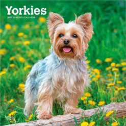 Yorkshire Terriers 2027 Square Wall Calendar