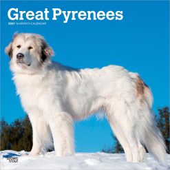 Great Pyrenees 2027 Square Wall Calendar