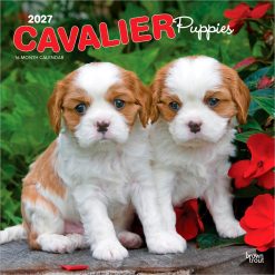 Cavalier King Charles Spaniel Puppies 2027 Square Wall Calendar