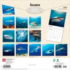 Alternative view of Sharks 2027 Square
