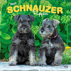 Schnauzer Puppies 2027 Square Wall Calendar