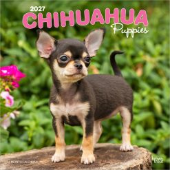 Chihuahua Puppies 2027 Square Wall Calendar
