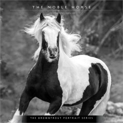 The Noble Horse, The BT Portrait Series 2027 Square