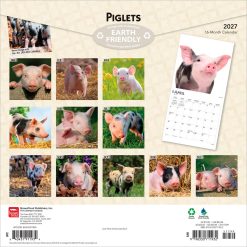 Alternative view of Piglets 2027 Square