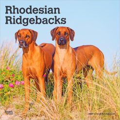 Rhodesian Ridgebacks 2027 Square Wall Calendar