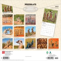 Alternative view of Meerkats 2027 Square