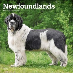 Newfoundlands 2027 Square Wall Calendar