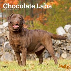 Labrador Retrievers, Chocolate 2027 Square Wall Calendar