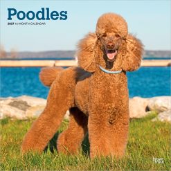 Poodles 2027 Square Wall Calendar