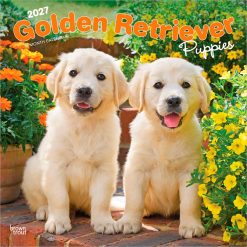 Golden Retriever Puppies 2027 Square Wall Calendar