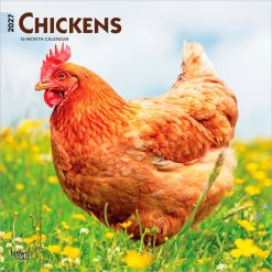 Chickens 2027 Square