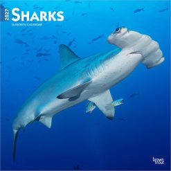 Sharks 2027 Square
