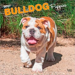 Bulldog Puppies 2027 Square Wall Calendar