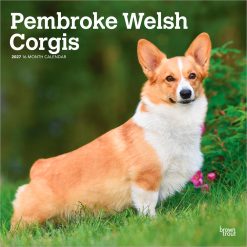 Welsh Corgis, Pembroke 2027 Square Wall Calendar