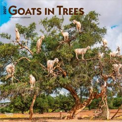 Goats in Trees 2027 Square