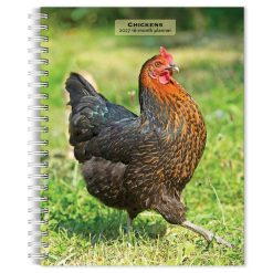 Alternative view of Chickens 2027 Engagement