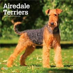 Airedale Terriers 2027 Square Wall Calendar