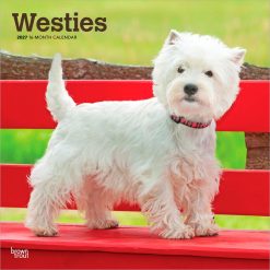 West Highland White Terriers 2027 Square Wall Calendar